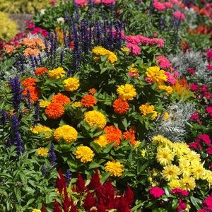 Meet your Posher, Shelby-anne